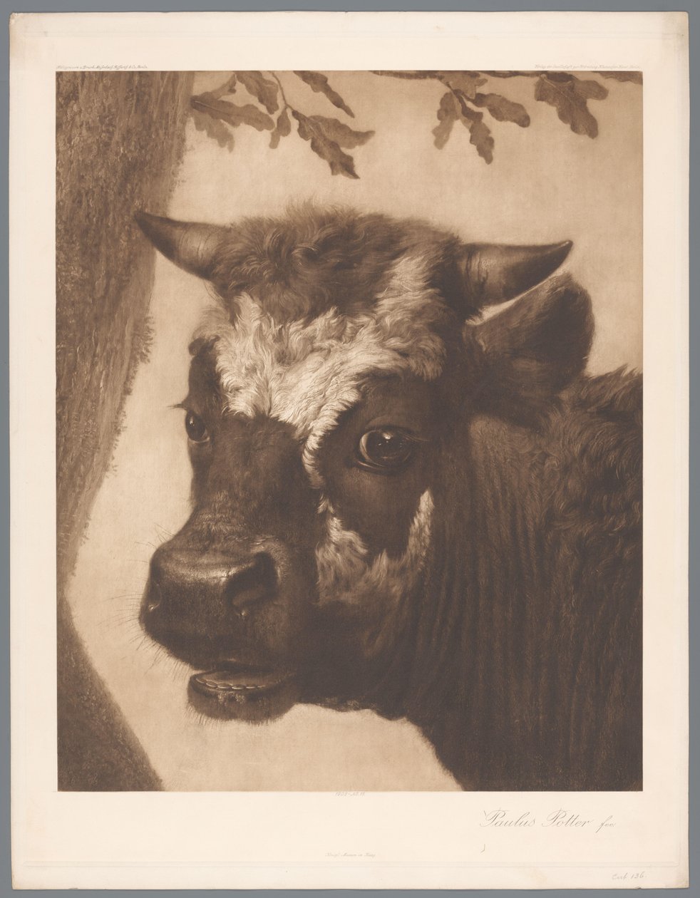 Fotoreproduktion av detaljer från målningen The Bull av Paulus Potter, coll. Mauritshuis 1902 - 15. / Konigl. Museum i Haag (serietitel) av Anonymous