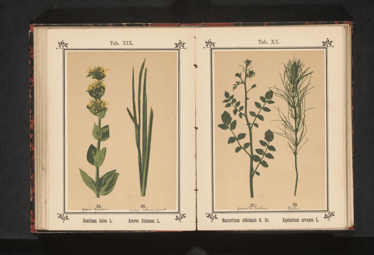 Gele gentiaan en kalmoes Gentiana lutea L. Acorus Calamus L. (titel på objekt) av Anonymous