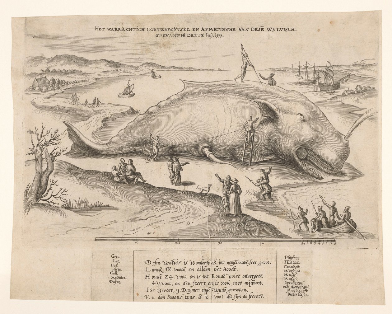 Strandad val nära Antwerpen, 1577 Waerachtich conterfeytsel och storleken på denna[n] val, ghevanghe[n] den 2 juli 1577 (titel på objekt) av Anonymous
