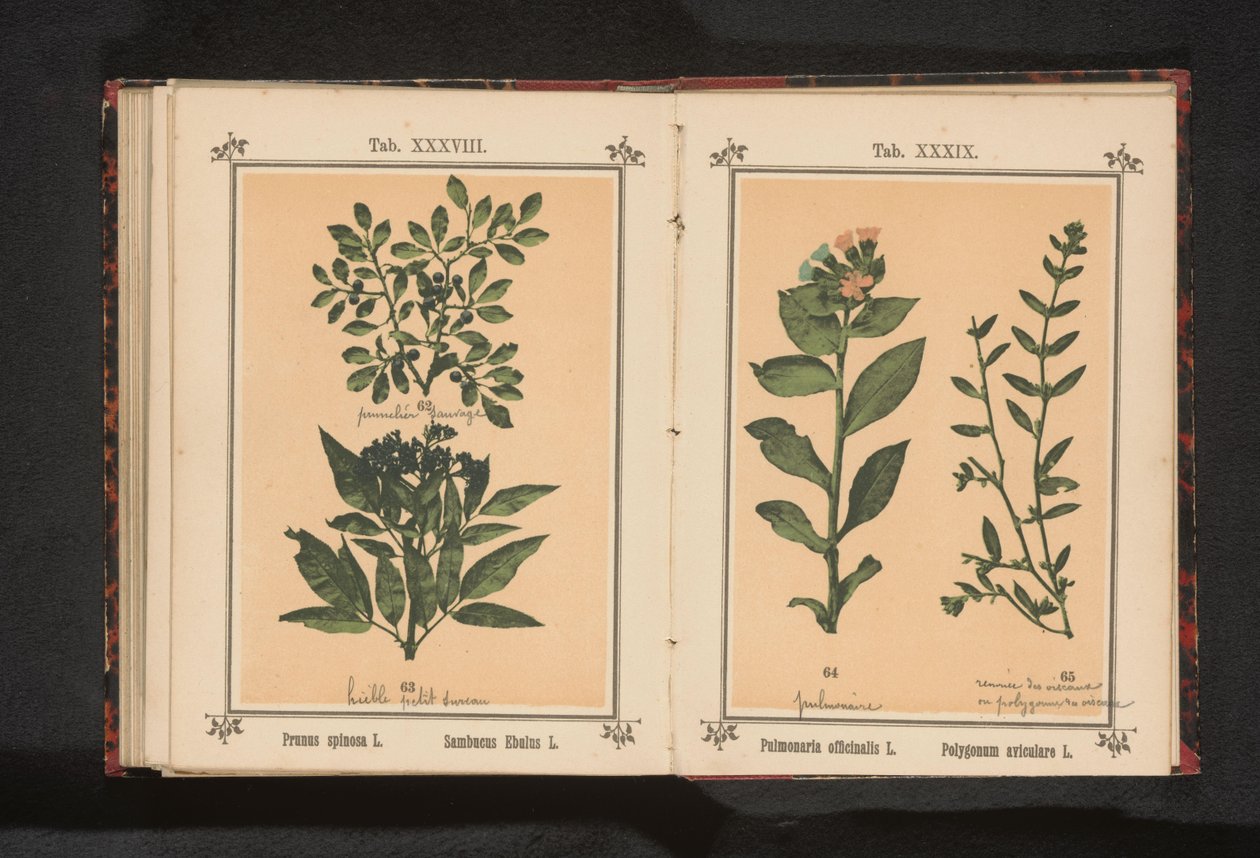Fläckig lungört och vanligt svingräs Pulmonaria officinalis L. Polygonum aviculare L. (titel på objekt) av Anonymous