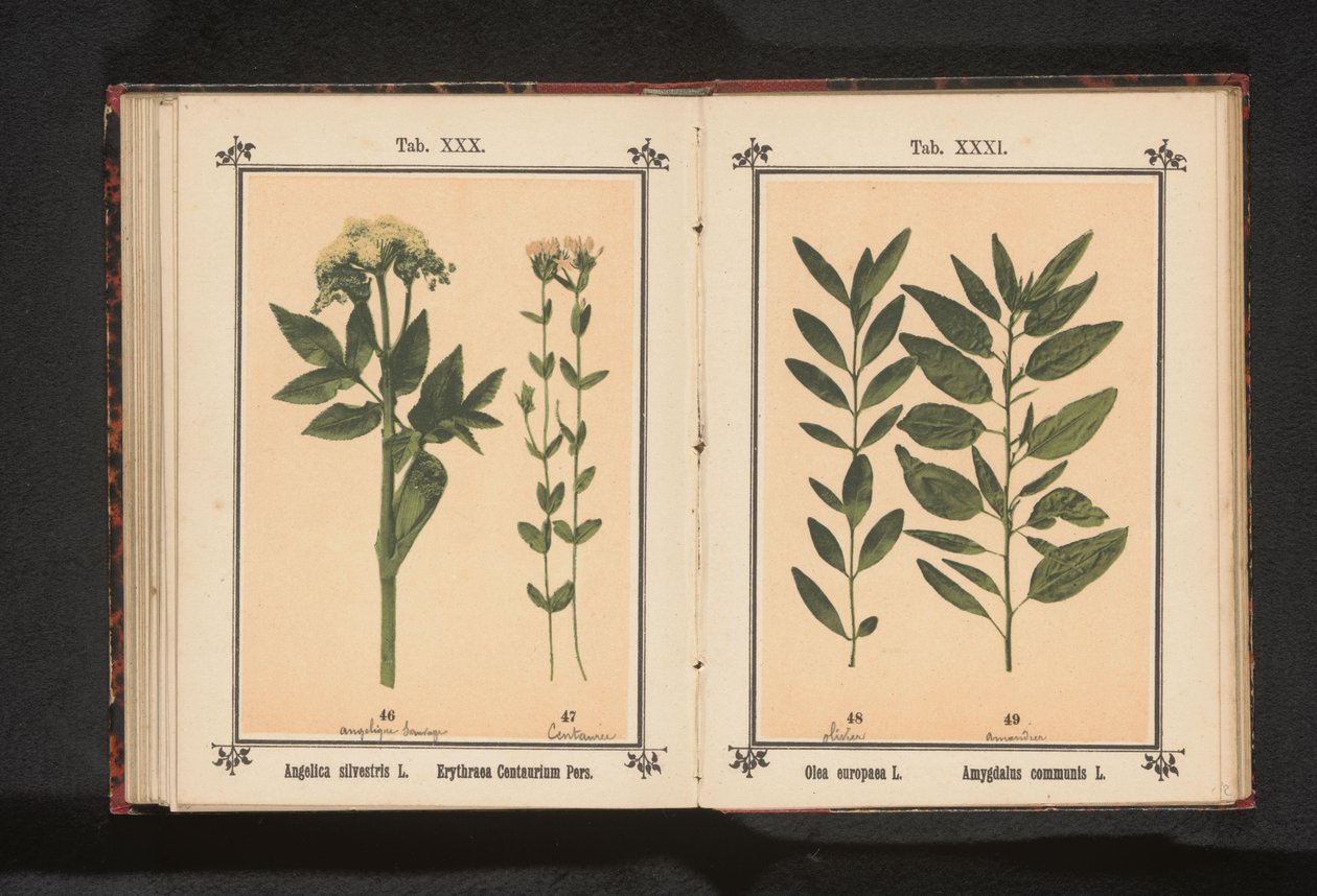 Vanlig angelicarot och riktig centaury Angelica silvestris L. Erythraea Centaurium Pers (titel på objekt) av Anonymous