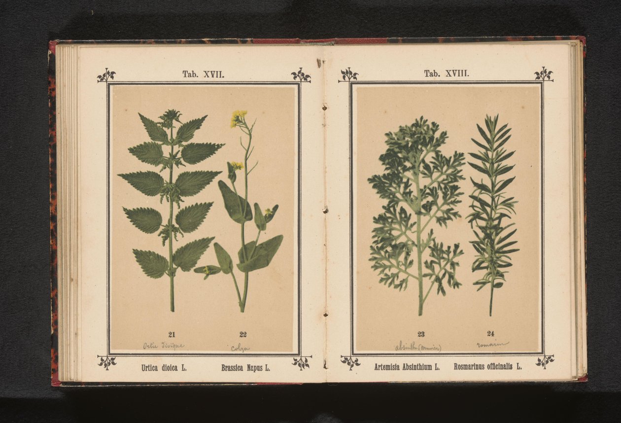 Brännässla och raps Urtica dioica L. Brassica Napus L. (titel på objekt) av Anonymous