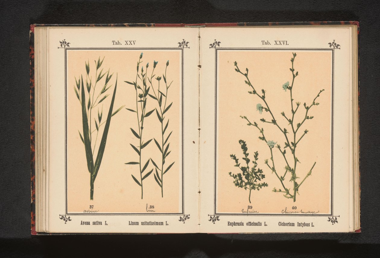Haver en vlas Avena sativa L. Linum usitatissimum L. (titel på objekt) av Anonymous