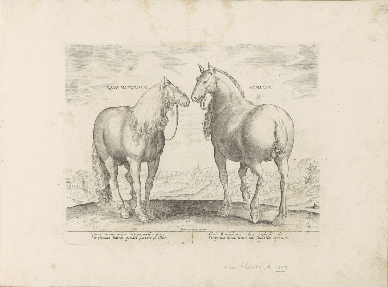Hengst en merrie uit Rom Roman Matronal Horse (titel på objekt) Paardenrassen uit de Koninklijke stallen van Don Juan van Oostenrijk (serietitel) Hästen, där alla typer av adelsmän: beteendet hos hästar utvalda från olika delar av världen särskiljs ( av Anonymous