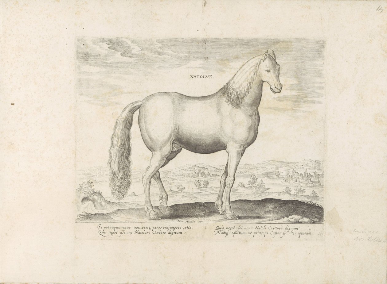 Hengst uit Anatolia Född (titel på objekt) Paardenrassen uit de Koninklijke stallen van Don Juan van Oostenrijk (serietitel) Hästen, där alla typer av adelsmän: beteendet hos hästar som skiljer sig från olika delar av världen utvalda (...) (serietitel på o av Anonymous