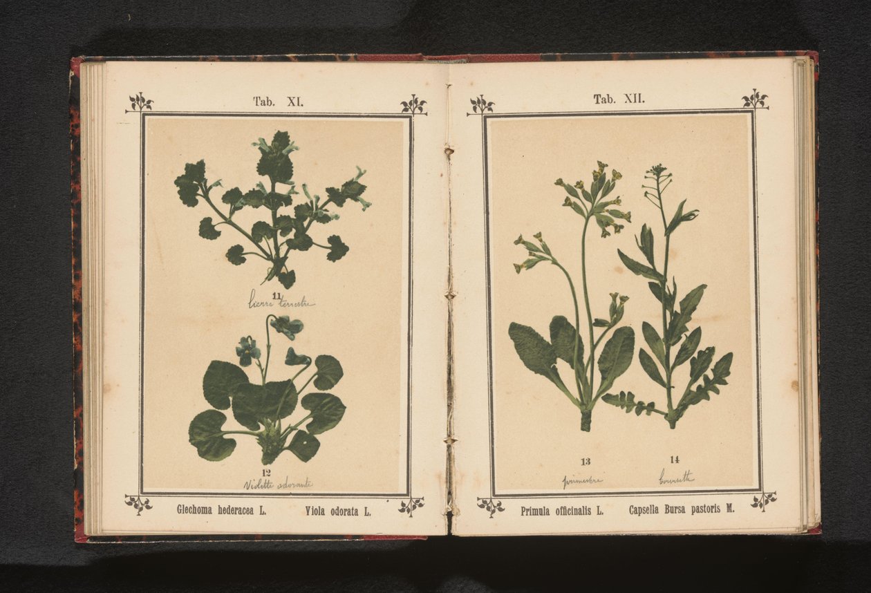 Hundtrav och en marsviol Glechoma hederacea L. Viola odorata L. (titel på objekt) av Anonymous