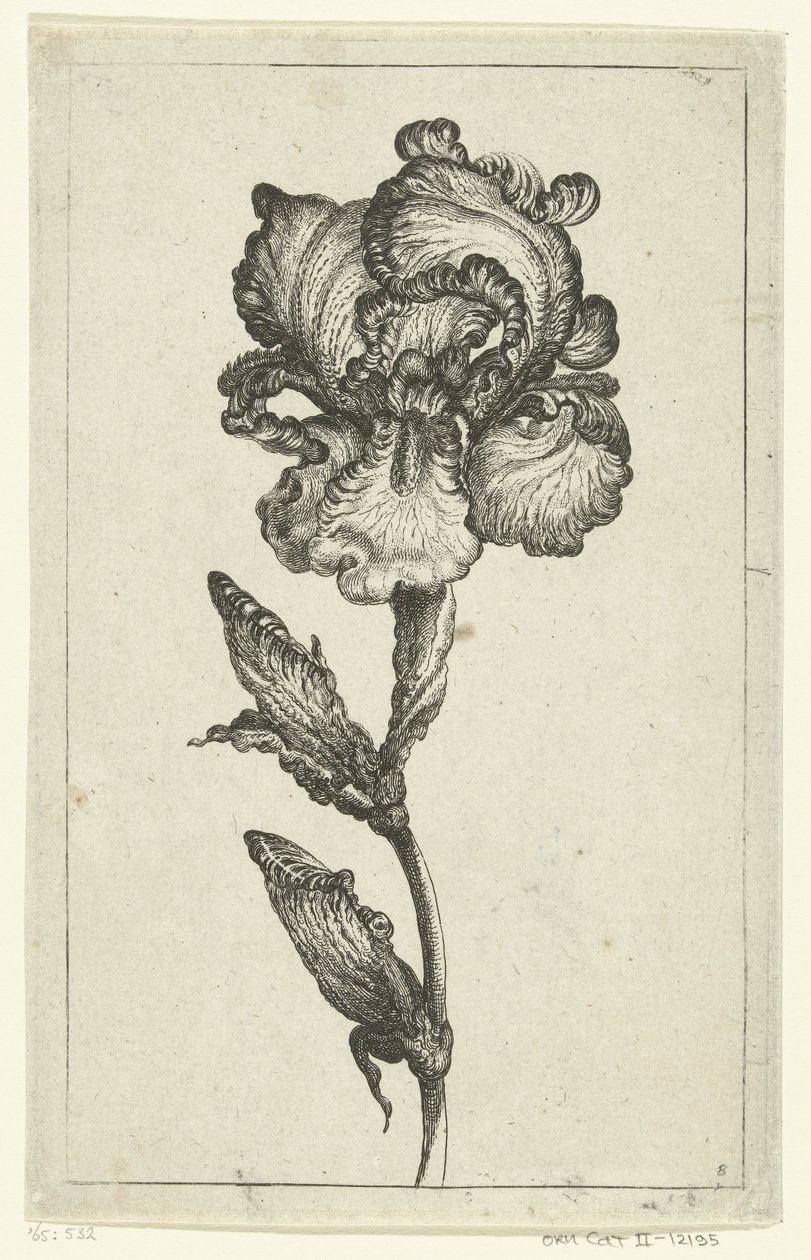 Iris Versheyde nya tulpaner och andra blommor (serietitel) av Anonymous