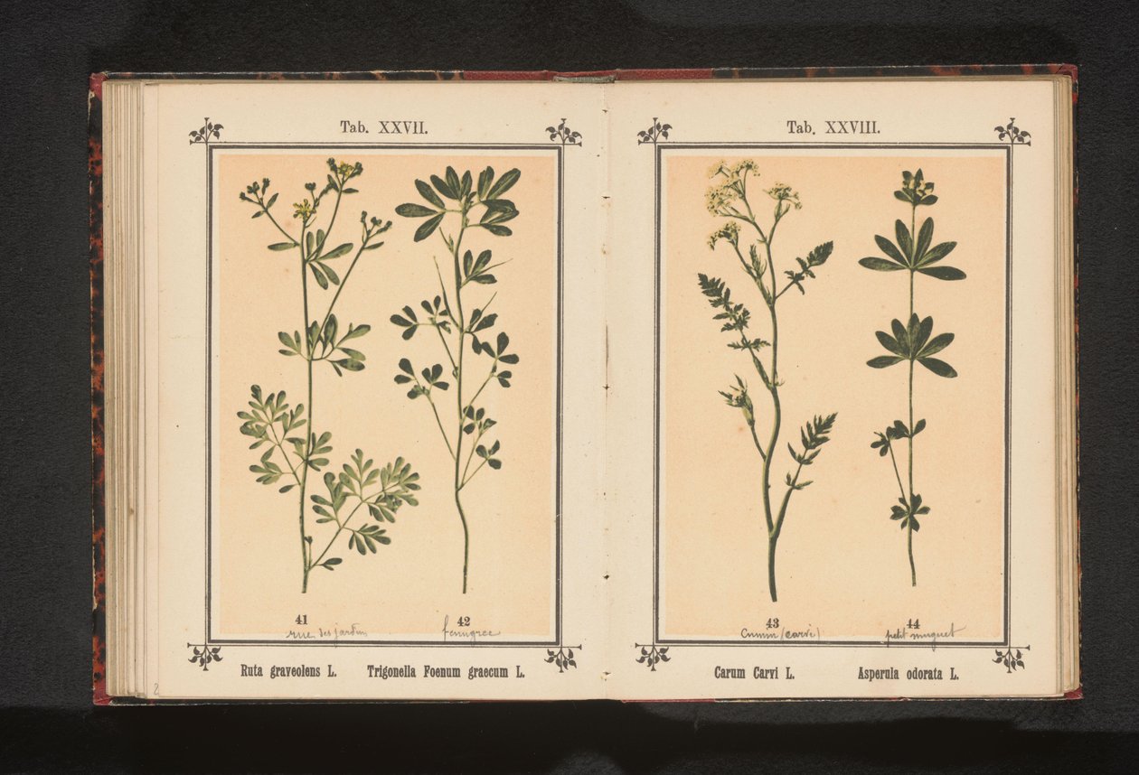 Karwij in lievevrouwebedstro Carum Carvi L. Asperula odorata L. (titel på objekt) av Anonymous