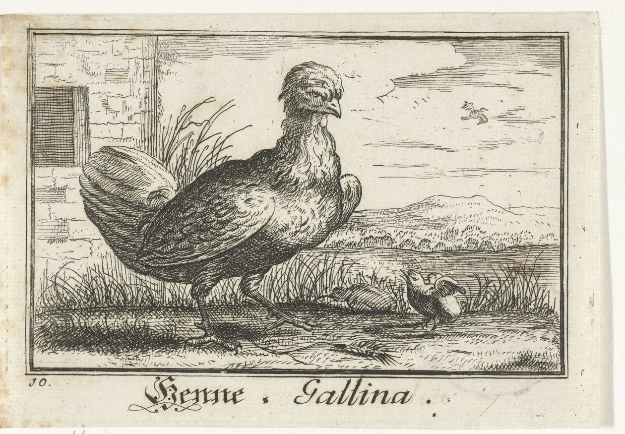 Kyckling med kyckling Henna, Gallina. (titel på objekt) av Anonymous