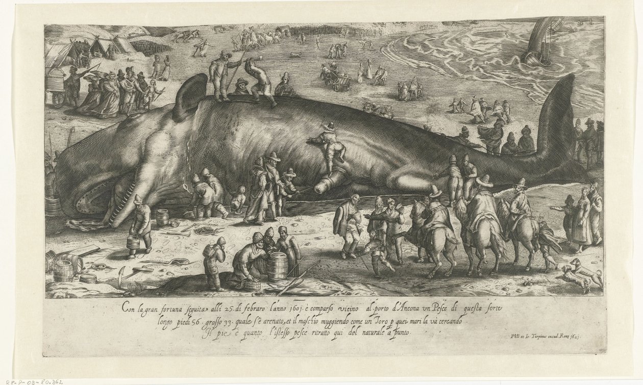 Kopia av den strandade valen vid Berckhey från 1598 när valen stod vid Ancona 1601 Riratto d