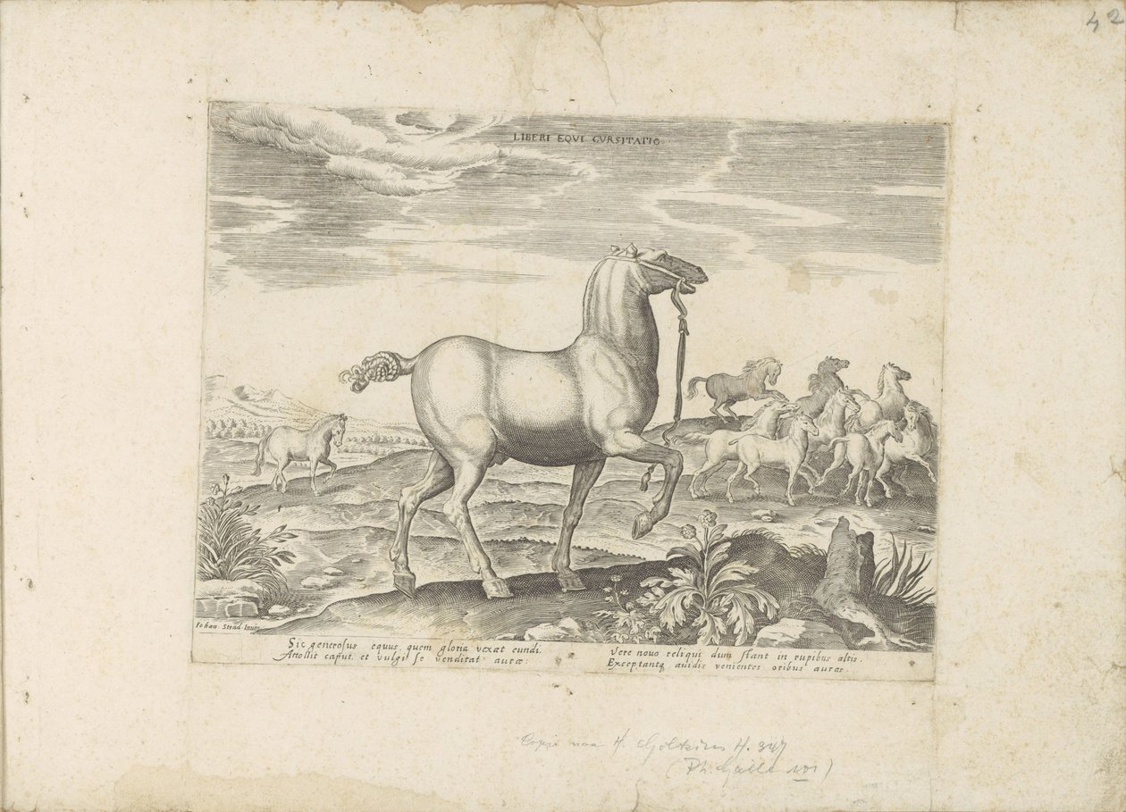 Kudde wilde paarden Barnhästkapplöpning (titel på objekt) Paardenrassen uit de Koninklijke stallen van Don Juan van Oostenrijk (serietitel) En häst, där alla typer av adelsmän: utvalda från olika delar av världen kännetecknas av hästarnas beteende (...) av Anonymous