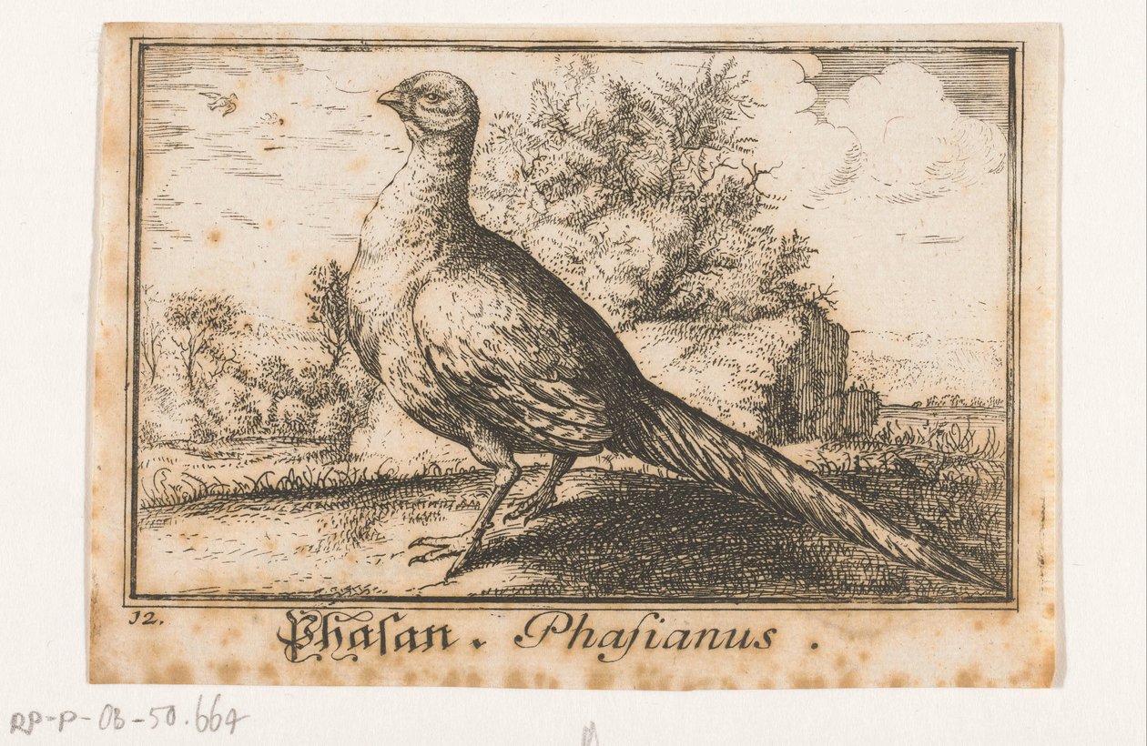 Landskap med fasan Phasan, Phasianus. (titel på objekt) av Anonymous