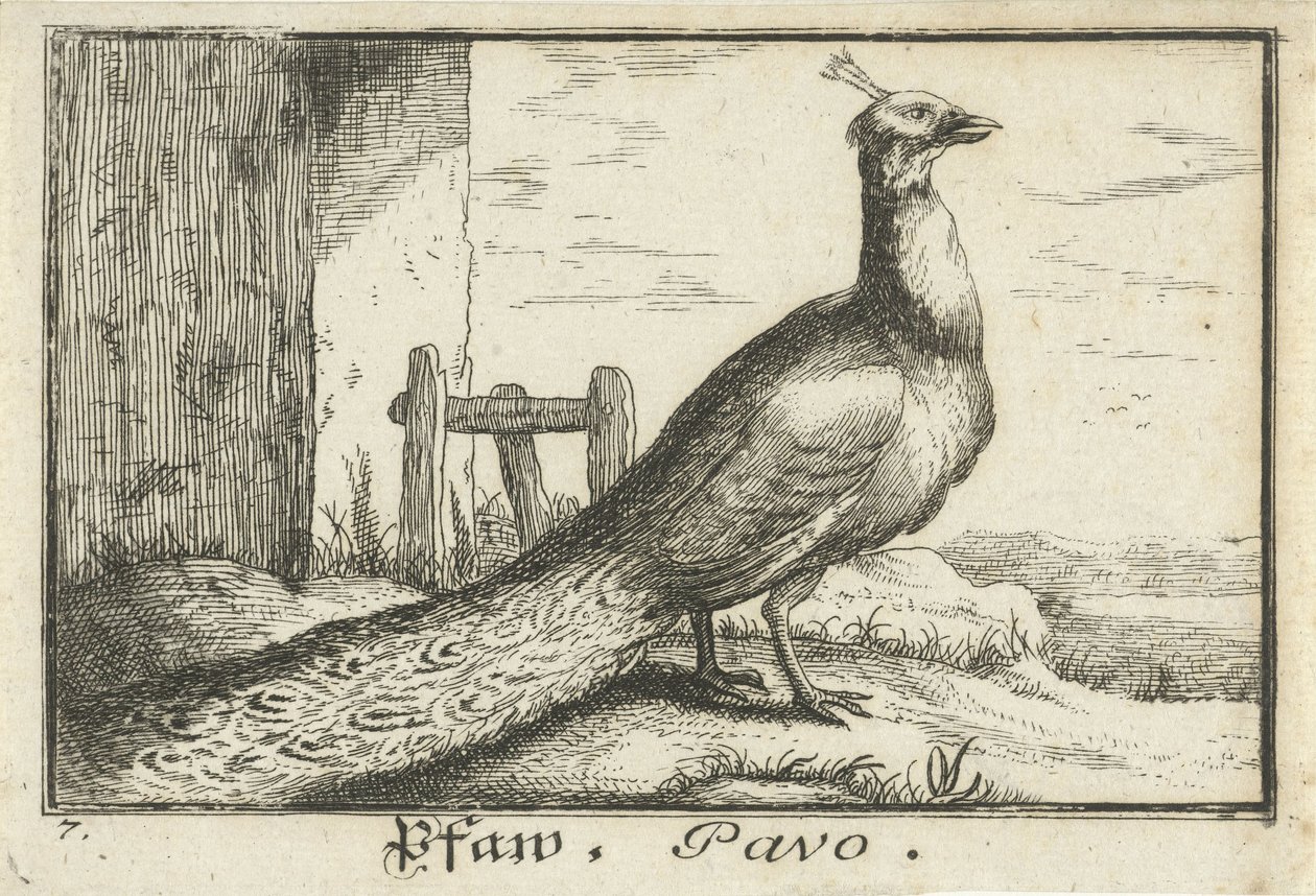 Landskap med påfågel Pfaw, Pavo (titel på objekt) av Anonymous