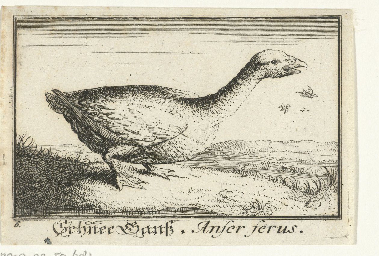 Landskap med vild gås Schnee Gans, Anfer ferus. (titel på objekt) av Anonymous