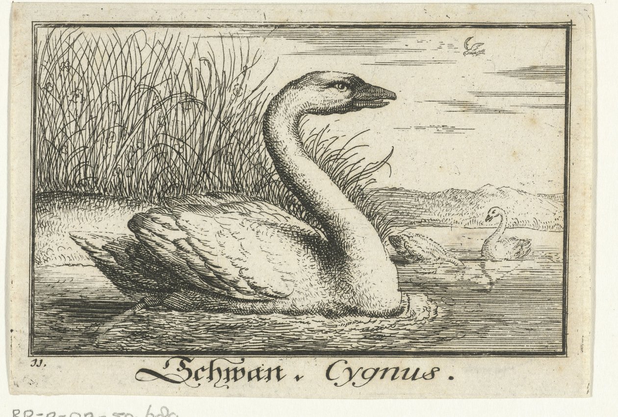 Landskap med svan Schwan, Cygnus. (titel på objekt) av Anonymous