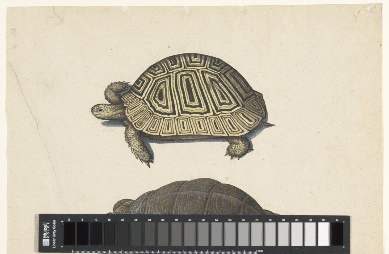Landschildpad Lombard album (serietitel) av Anonymous