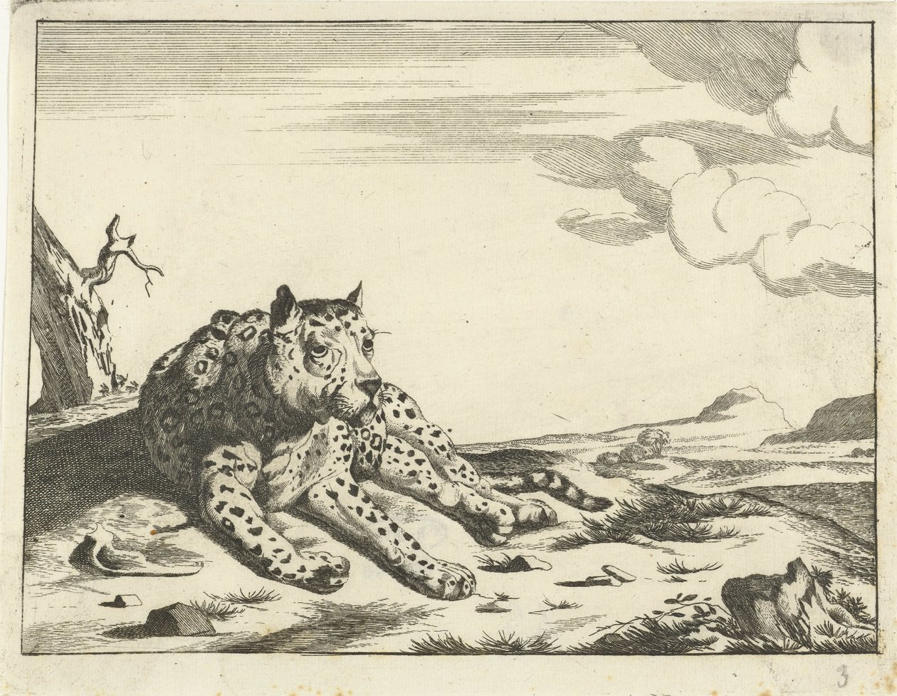 Liggande leopard, sedd framifrån, benen till höger av Anonymous