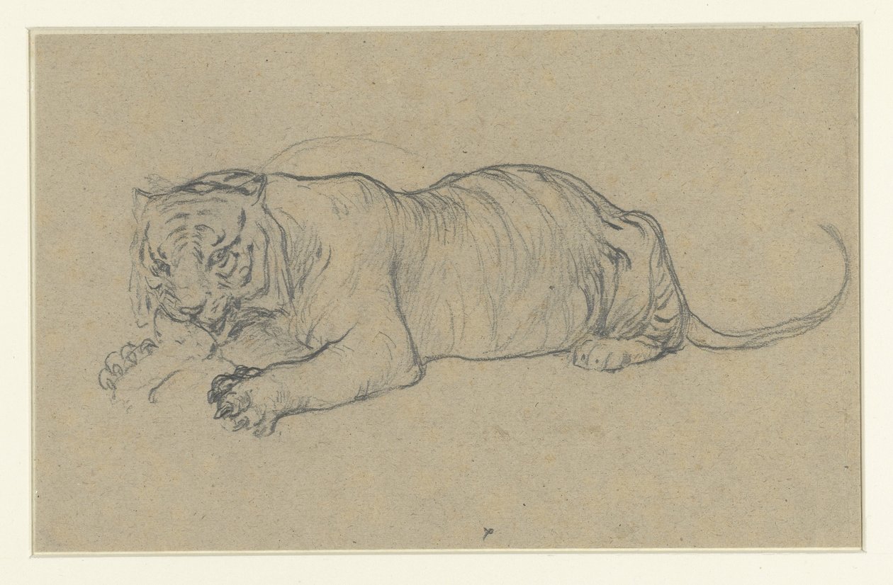 Liggande tiger sliter en bit kött av Anonymous