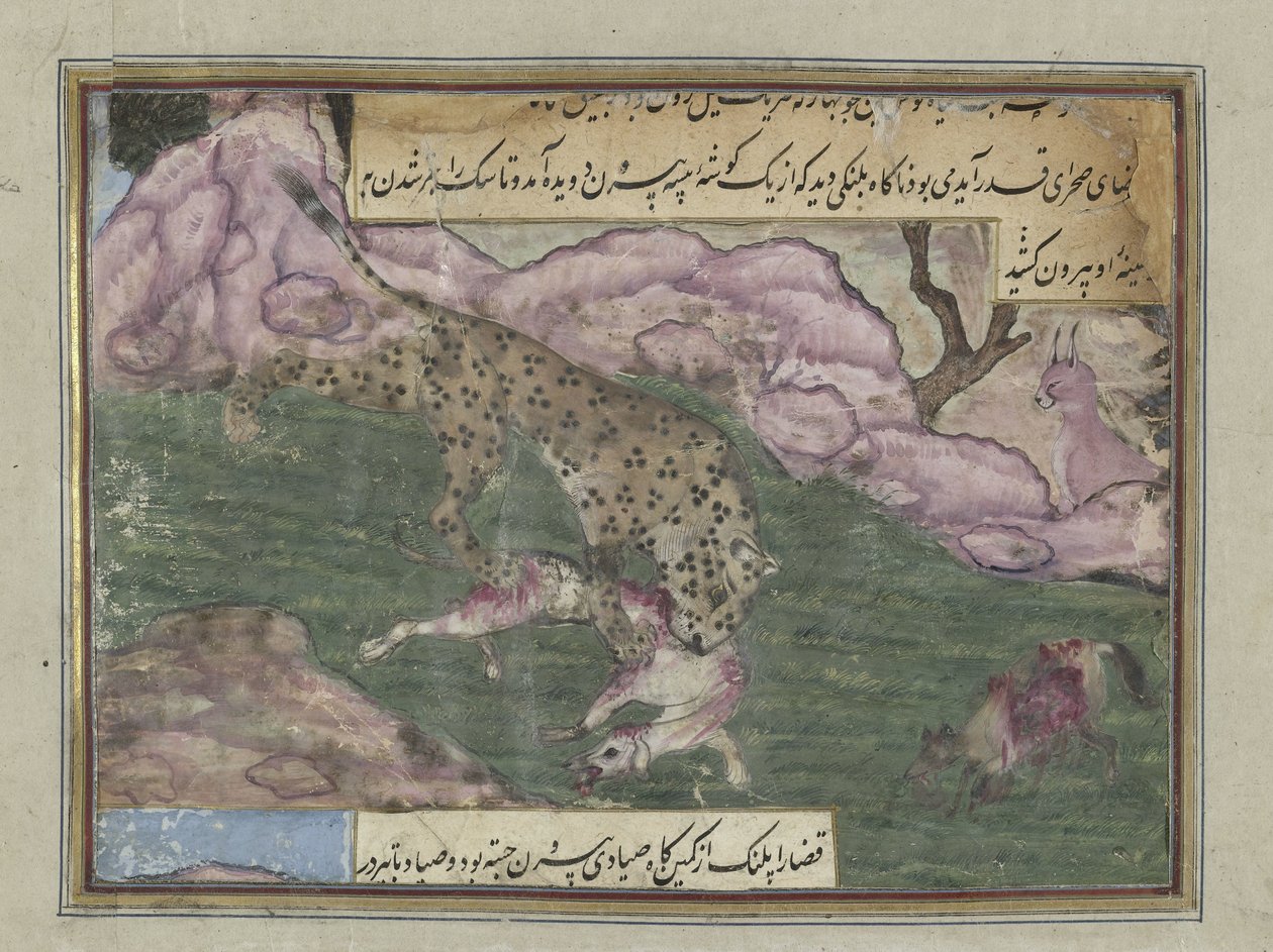Leopard dödar en hund av Anonymous