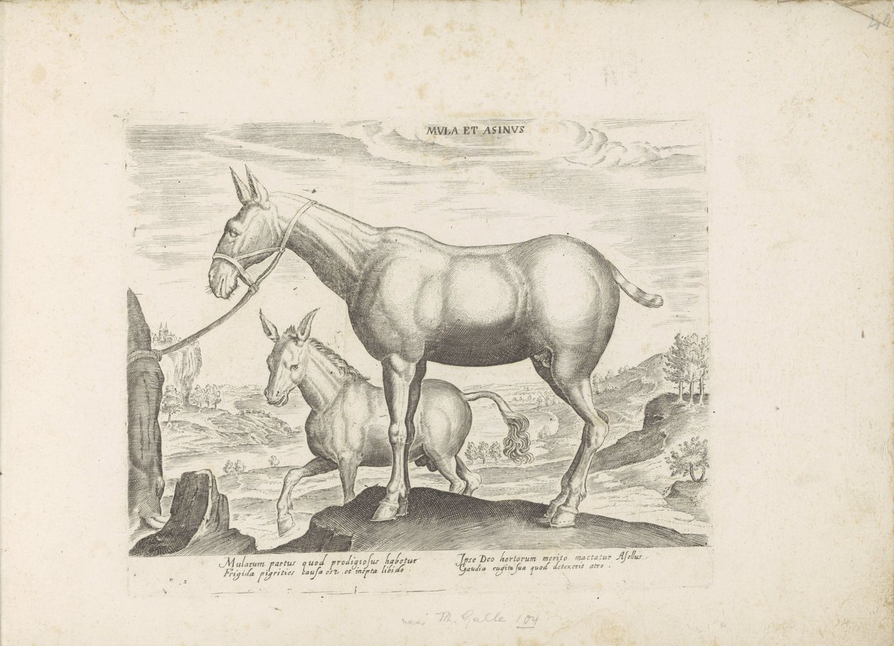Mulezel och ezel Mule and Donkey (titel på objekt) Paardenrassen uit de Koninklijke stallen van Don Juan van Oostenrijk (serietitel) Hästen, där alla typer av adelsmän: beteendet hos hästar som skiljer sig från olika delar av världen utvalda (...) (serieti av Anonymous