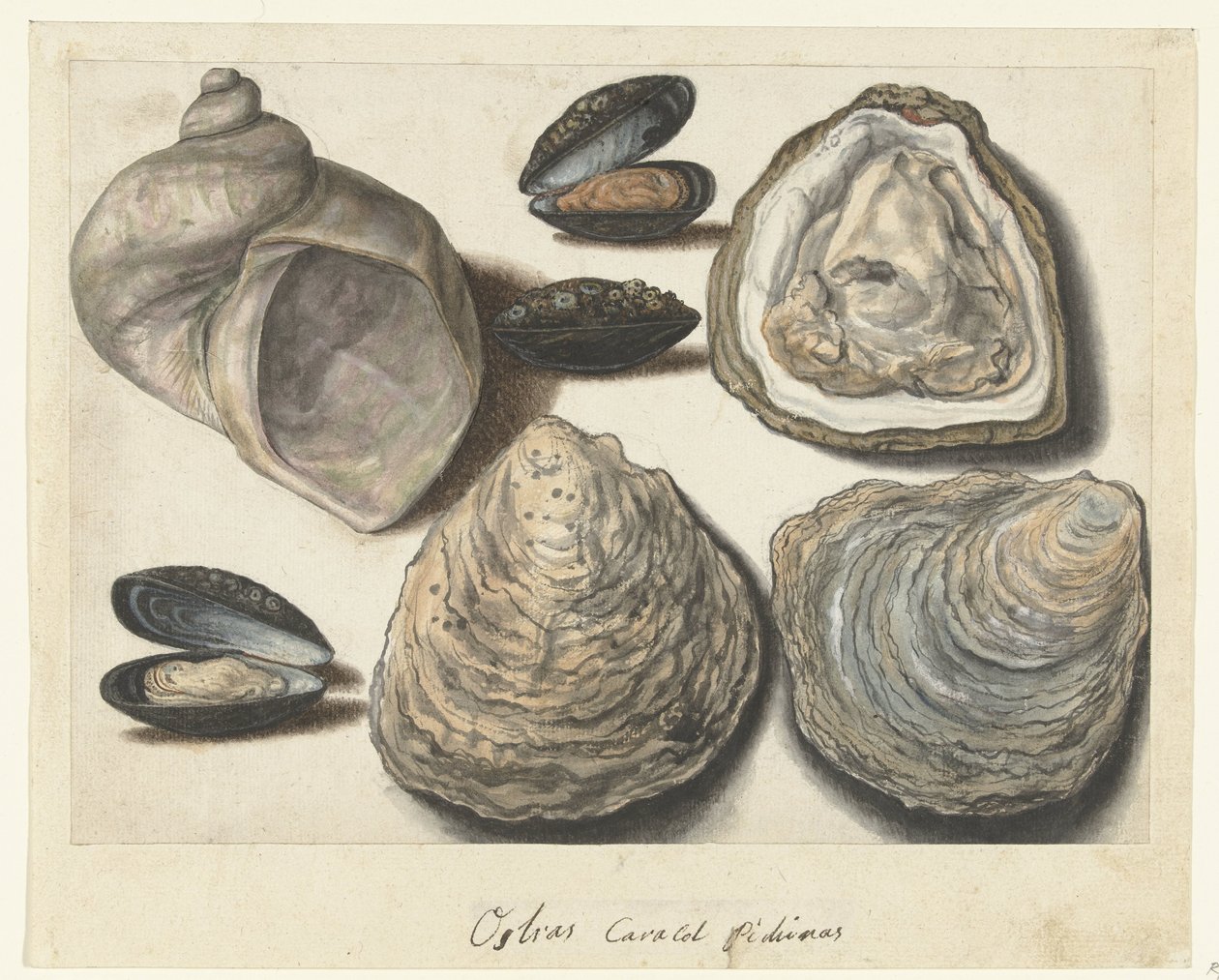 Ostron, musslor och månhorn Ostras Caracol Pichinas (titel på objekt) Lombard album (serietitel) av Anonymous