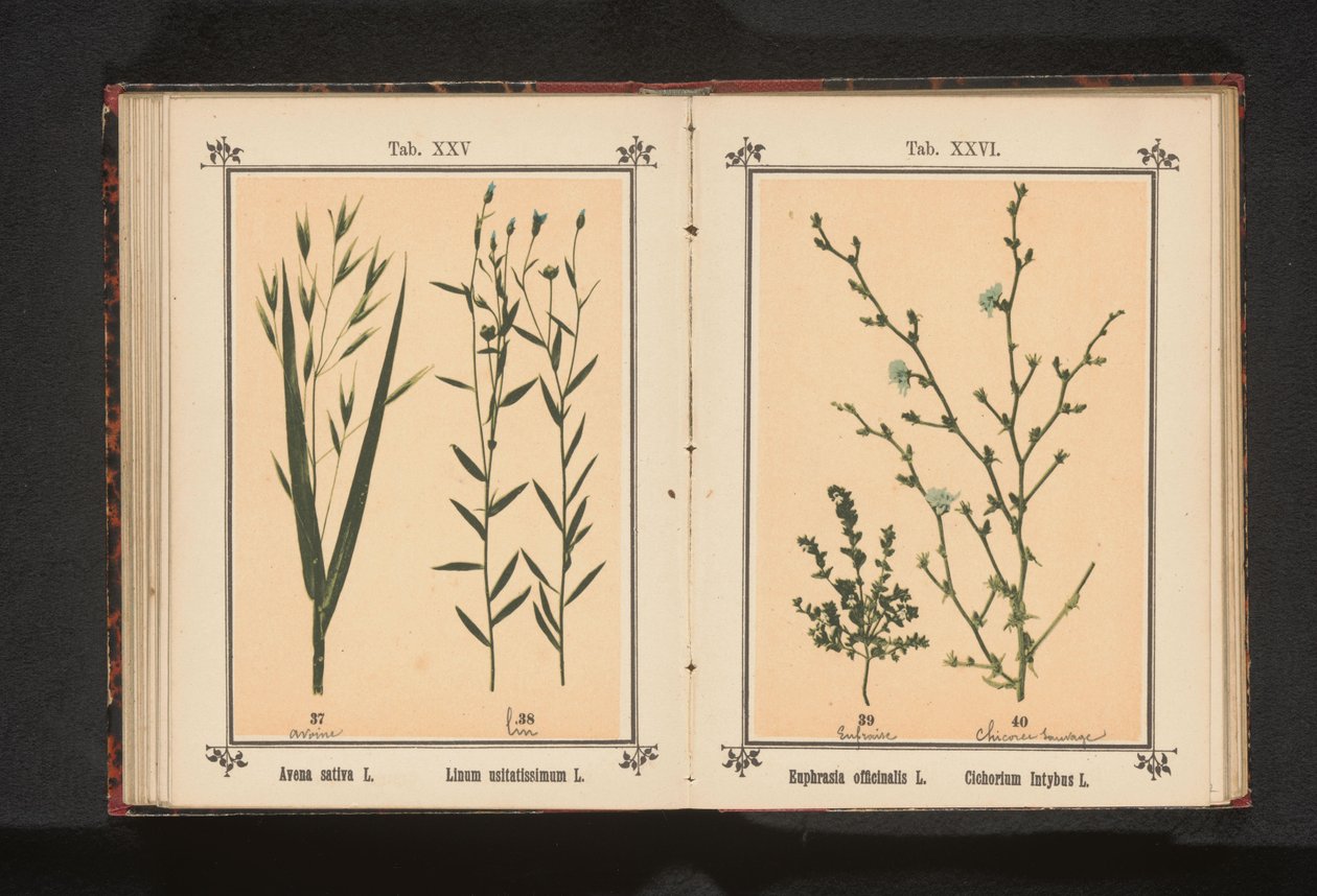 Ögontröst och vild cikoria Euphrasia officinalis L. Cichorium Intybus L. (titel på objekt) av Anonymous