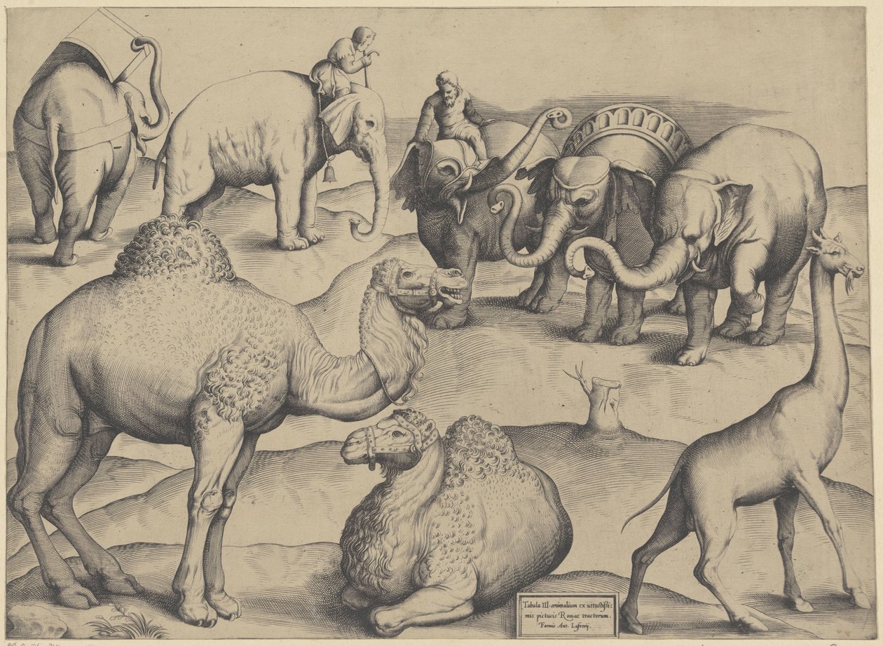 オリファンテス、ヒトコブラクダ、キリン ローマの最古の絵画から取られた動物の表 3 (オブジェクトのタイトル) Mirror of Roman Magnificence (series title)スウェーデン語 av Anonymous