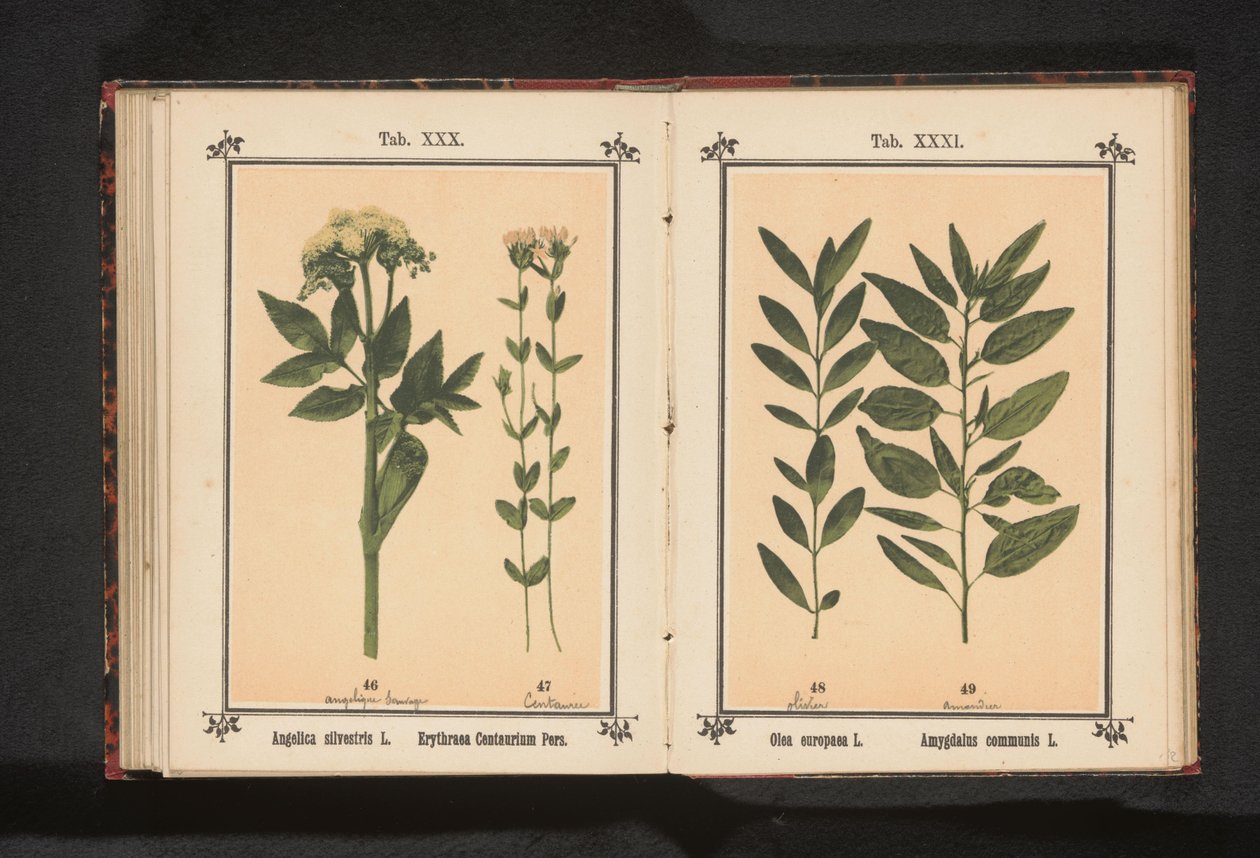 Olivkvist och en mandelkvist Olea europaea L. Amygdalus communis L. (titel på objekt) av Anonymous