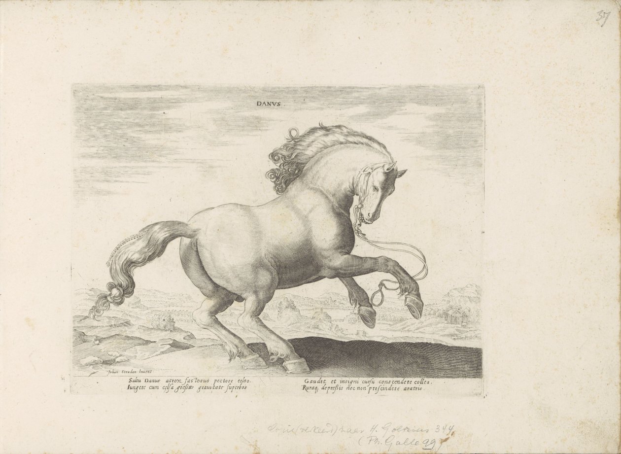 Paard uit Danemarken danska (titel på objekt) Paardenrassen uit de Koninklijke stallen van Don Juan van Oostenrijk (serietitel) Hästen, där alla typer av adelsmän: beteendet hos hästar som skiljer sig från olika delar av världen utvalda (...) (serietitel p av Anonymous