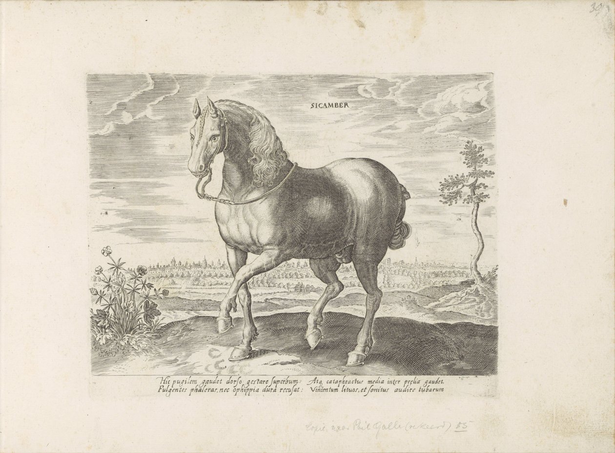 Paard uit Gelre Sicamber (titel på objekt) Paardenrassen uit de Koninklijke stallen van Don Juan van Oostenrijk (serietitel) Hästen, där alla typer av adelsmän: beteendet hos hästar som skiljer sig från olika delar av världen utvalda (...) (serietitel på o av Anonymous