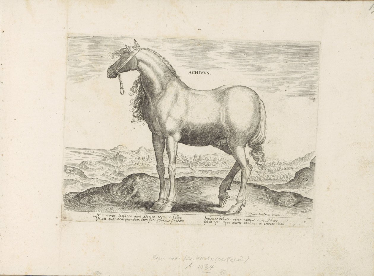 Paard från Grekland Achivus (titel på objekt) Paardenrassen uit de Koninklijke stallen van Don Juan van Oostenrijk (serietitel) Hästen, där alla typer av adelsmän: beteendet hos hästar som skiljer sig från olika delar av världen utvalda (...) (serietitel p av Anonymous