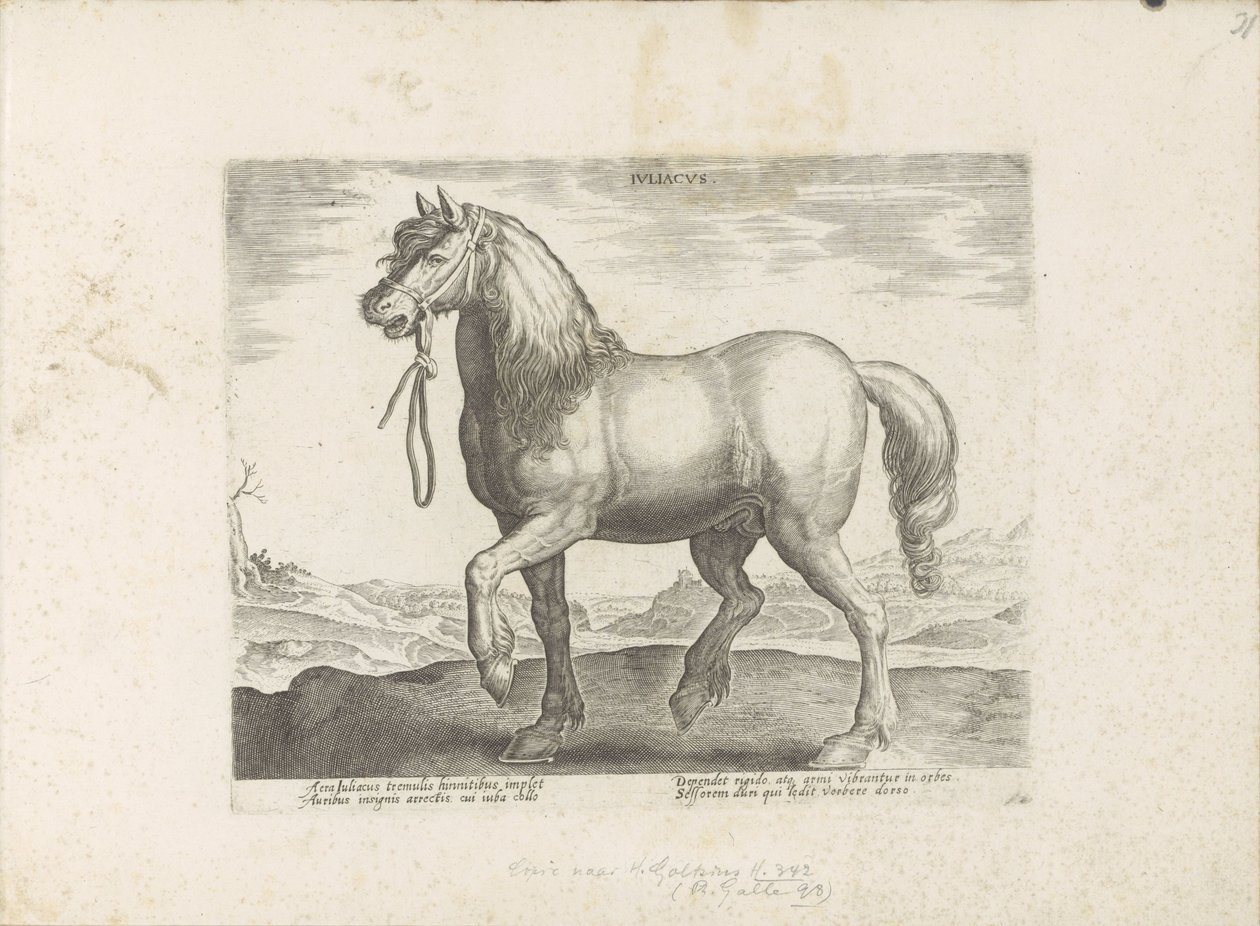 Paard uit Gulik (Juliacus) Julia (titel på objekt) Paardenrassen uit de Koninklijke stallen van Don Juan van Oostenrijk (serietitel) Hästen, där alla typer av adelsmän: utvalda från olika delar av världen kännetecknas av hästarnas beteende (...) (serie av av Anonymous