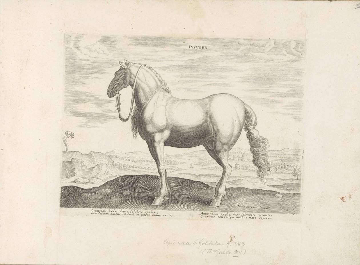 Paard ut Noord-Italien Insuber (titel på objekt) Paardenrassen uit de Koninklijke stallen van Don Juan van Oostenrijk (serietitel) Hästen, där alla typer av adelsmän: beteendet hos hästar som skiljer sig från olika delar av världen utvalda (...) (serietite av Anonymous