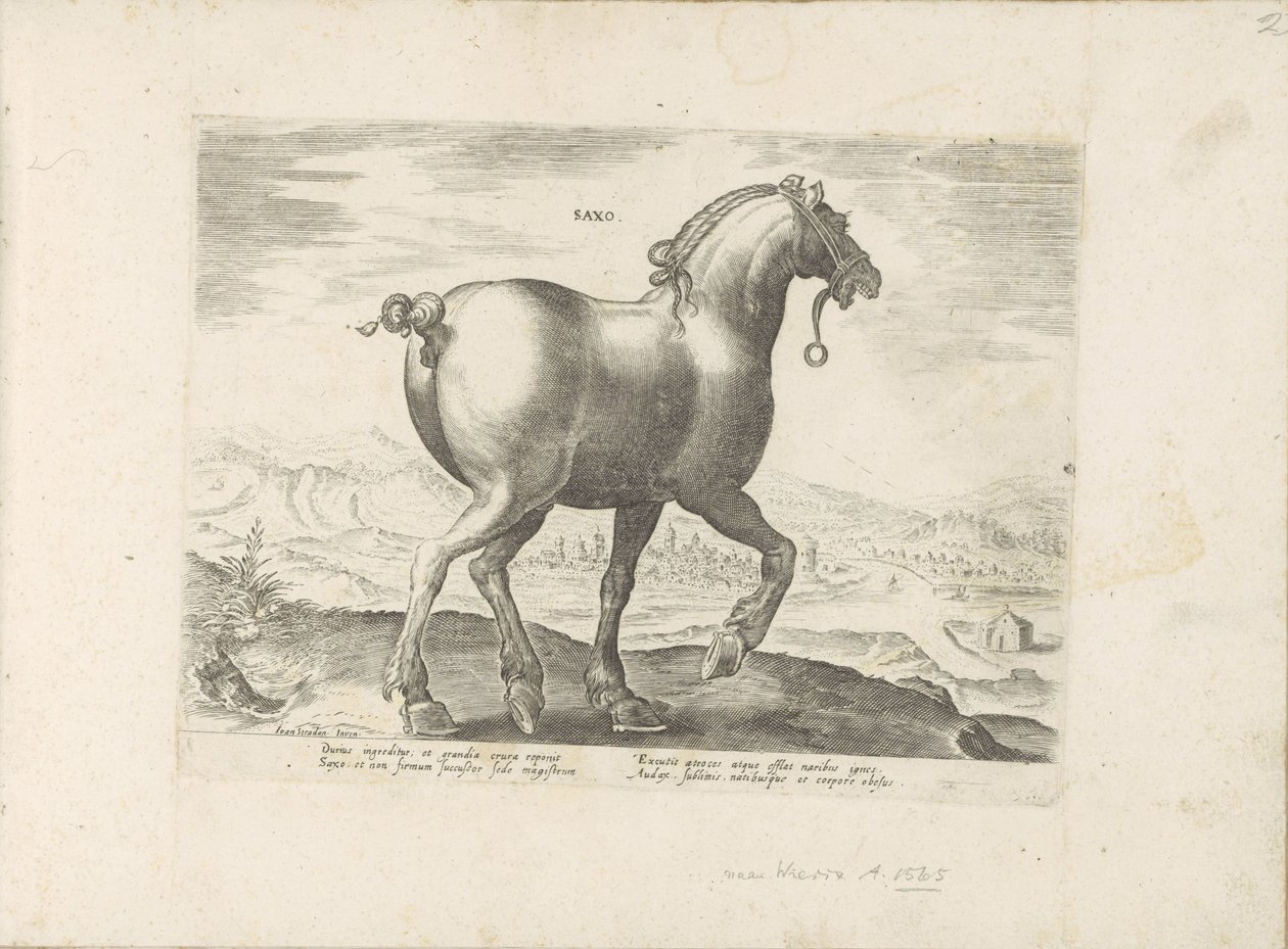 Paard uit Saksen Saxo (titel på objekt) Paardenrassen uit de Koninklijke stallen van Don Juan van Oostenrijk (serietitel) Hästen, där alla typer av adelsmän: beteendet hos hästar som skiljer sig från olika delar av världen utvalda (...) (serietitel på obje av Anonymous