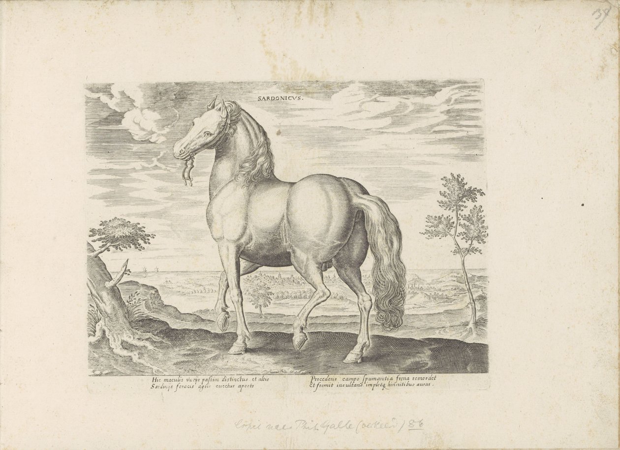 Paard från Sardinien Sardonicus (titel på objekt) Paardenrassen uit de Koninklijke stallen van Don Juan van Oostenrijk (serietitel) Hästen, där alla typer av adelsmän: beteendet hos hästar som skiljer sig från olika delar av världen utvalda (...) (serietit av Anonymous