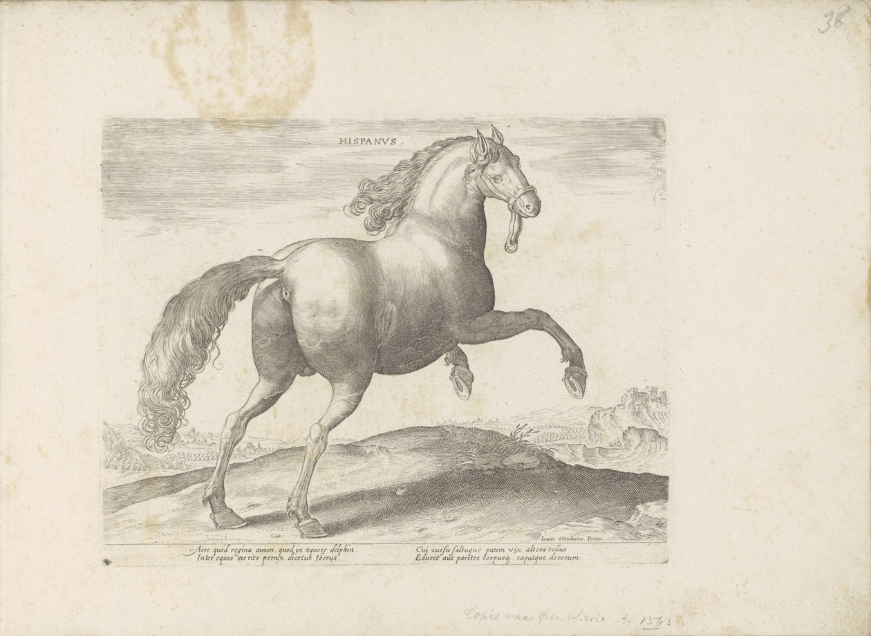 Paard ut Spanien Spanska (titel på objekt) Paardenrassen uit de Koninklijke stallen van Don Juan van Oostenrijk (serietitel) Hästen, där alla typer av adelsmän: beteendet hos hästar som skiljer sig från olika delar av världen utvalda (...) (serietitel på o av Anonymous