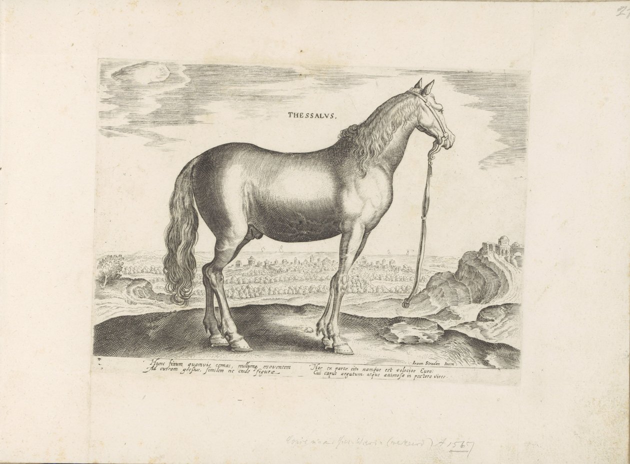 Paard uit Thessalië テッサリア (オブジェクトのタイトル) Paardenrassen uit de Koninklijke Stalen van Don Juan van Oostenrijk (シリーズ タイトル) あらゆる種類の貴族が乗っている馬：世界各地から選ばれた馬の行動 (...) (シリーズ タイトル onswedish av Anonymous
