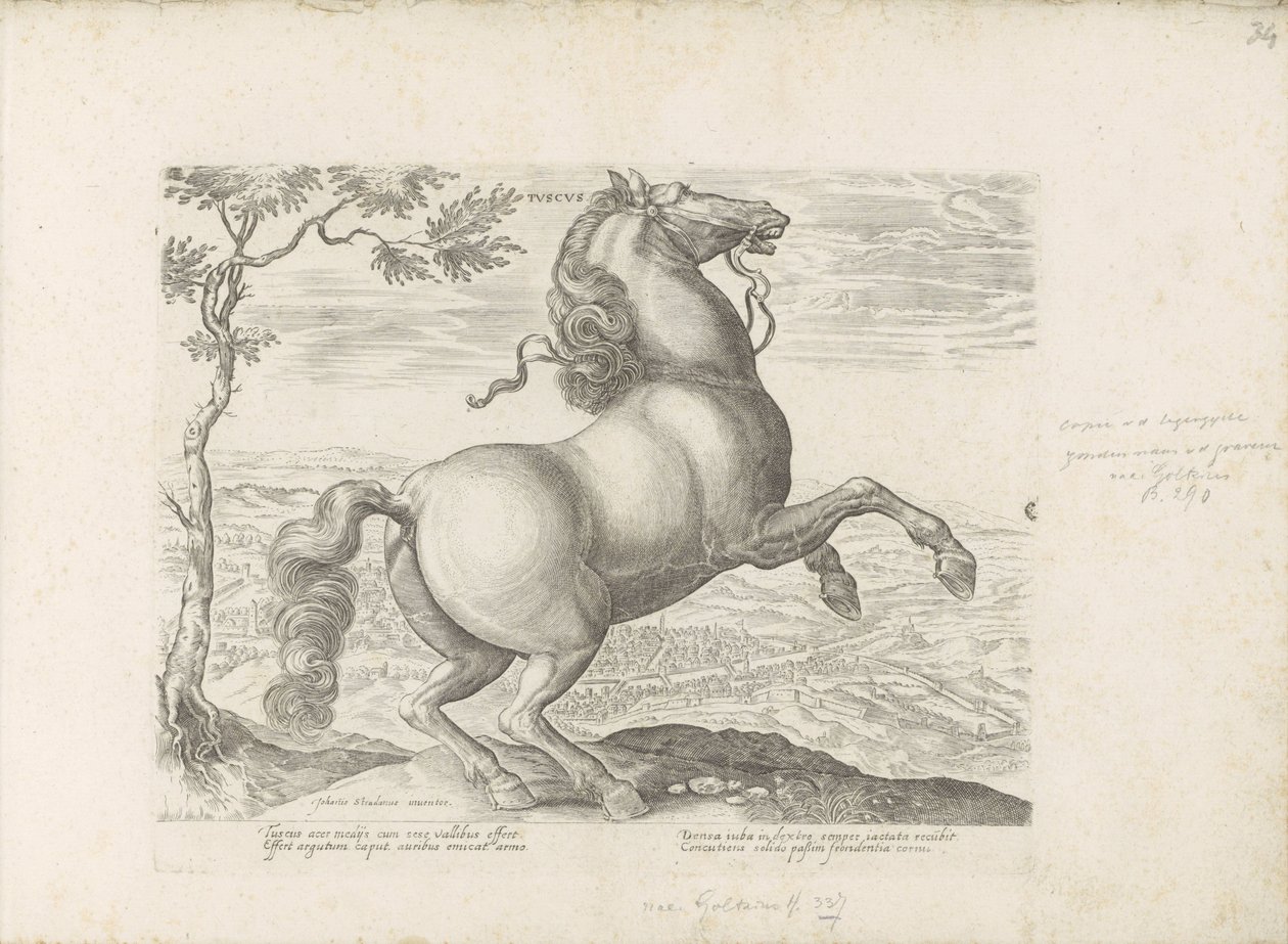 Paard uit Toscane Toscana (titel på objekt) Hästen, där alla typer av adelsmän: beteendet hos hästar som skiljer sig från olika delar av världen utvalda (...) (serietitel på objekt) av Anonymous