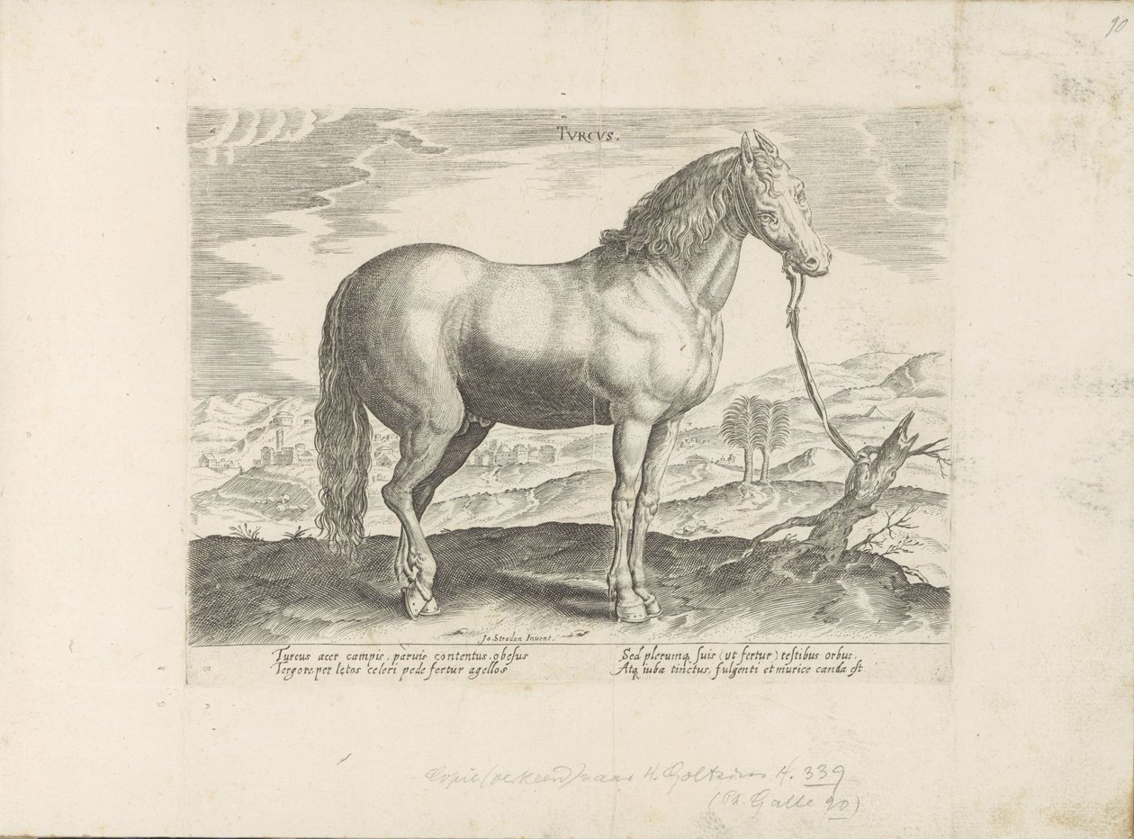 Paard ut Turkiet turkiska (titel på objekt) Paardenrassen uit de Koninklijke stallen van Don Juan van Oostenrijk (serietitel) Hästen, där alla typer av adelsmän: beteendet hos hästar som skiljer sig från olika delar av världen utvalda (...) (serietitel på  av Anonymous