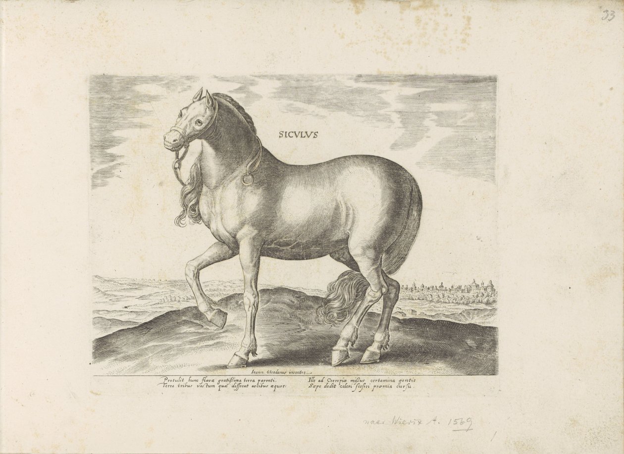 Paard van Sicilie Siculus (titel på objekt) Paardenrassen uit de Koninklijke stallen van Don Juan van Oostenrijk (serietitel) Hästen, där alla typer av adelsmän: beteendet hos hästar som skiljer sig från olika delar av världen utvalda (...) (serietitel på  av Anonymous