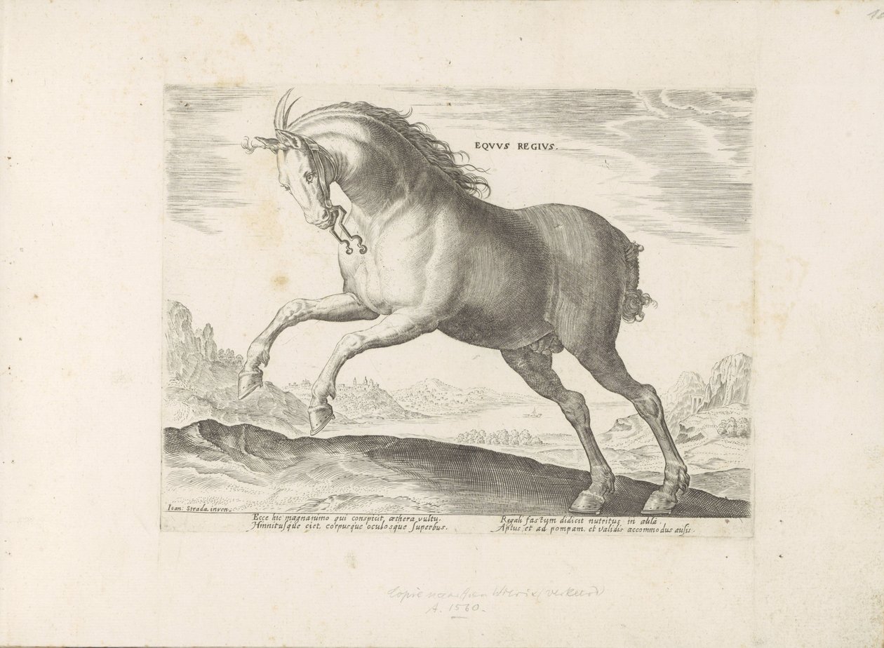 Paard van het ras Royal Horse (de Koninklijke) The Royal Horse (titel på objekt) Paardenrassen uit de Koninklijke stallen van Don Juan van Oostenrijk (serietitel) En häst, där alla typer av adelsmän: kännetecknas av seder av hästar från olika delar av värl av Anonymous