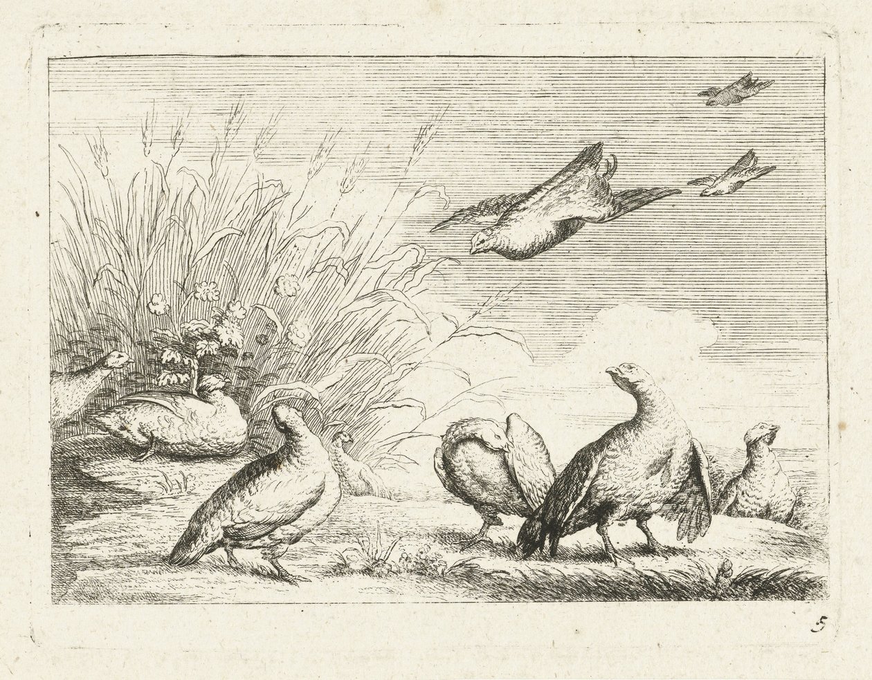 Rapphöns Native Birds (serietitel) av Anonymous