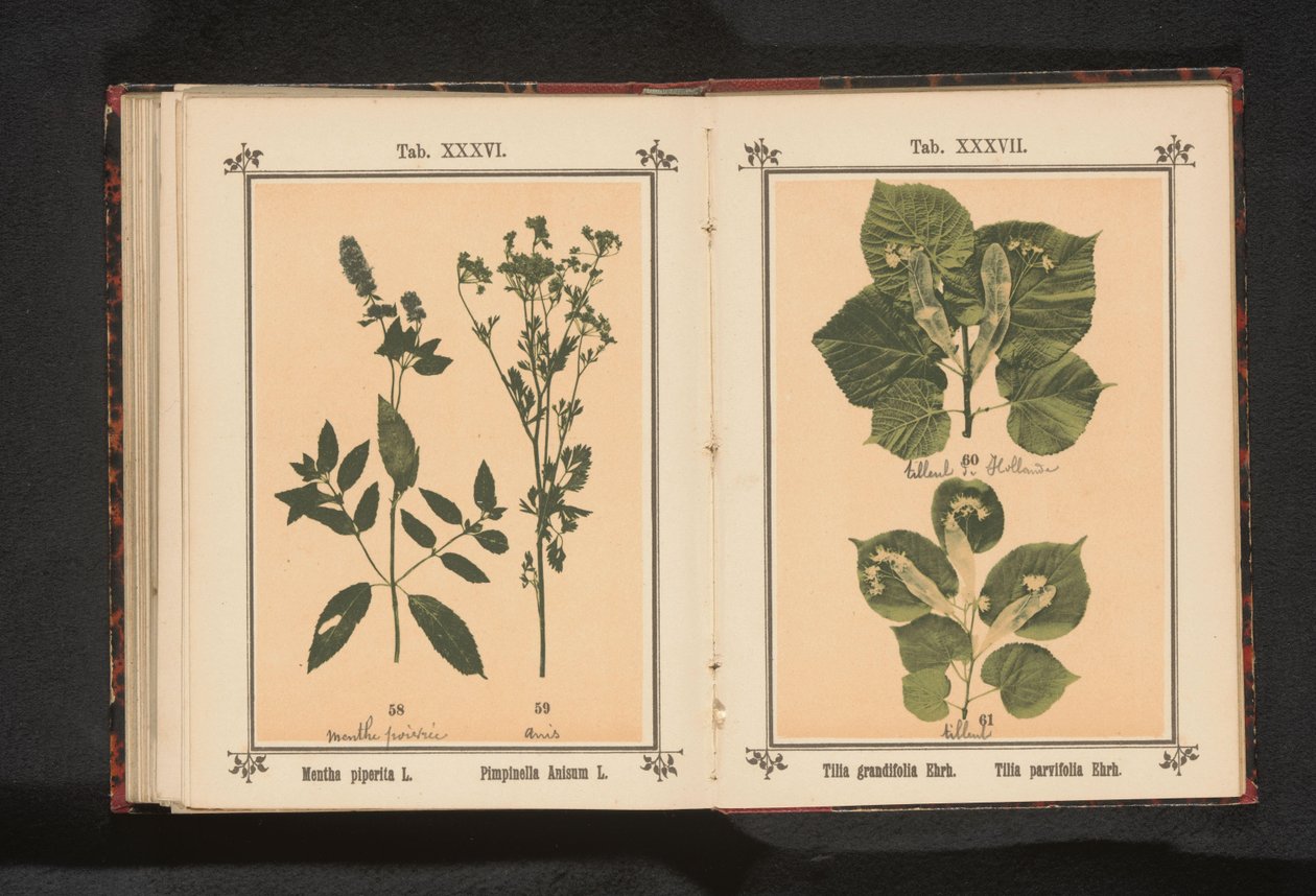 Pepparmynta och anis Mentha piperita L. Pimpinella Anisum L. (titel på objekt) av Anonymous