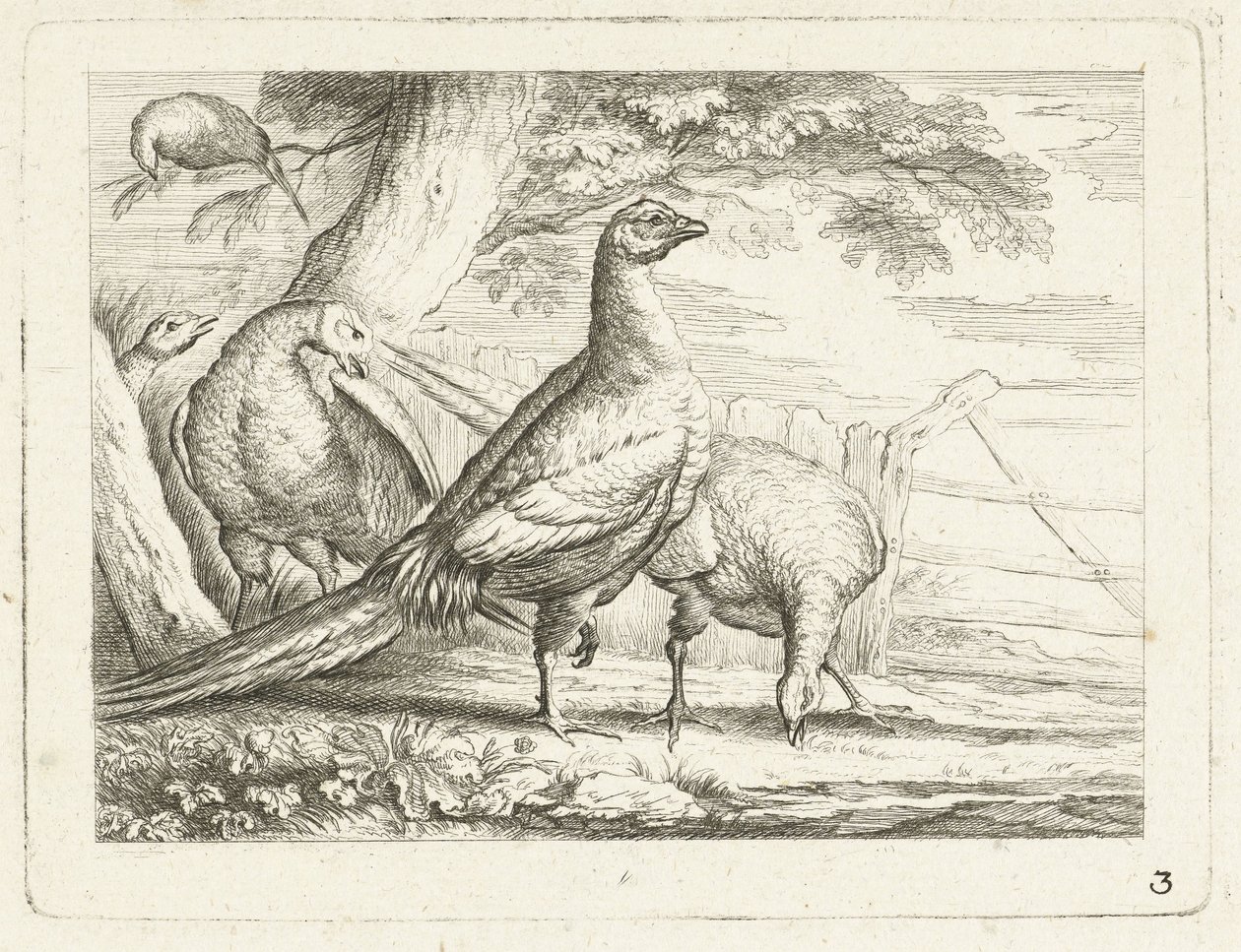 Picka kycklingar Native Birds (serietitel) av Anonymous