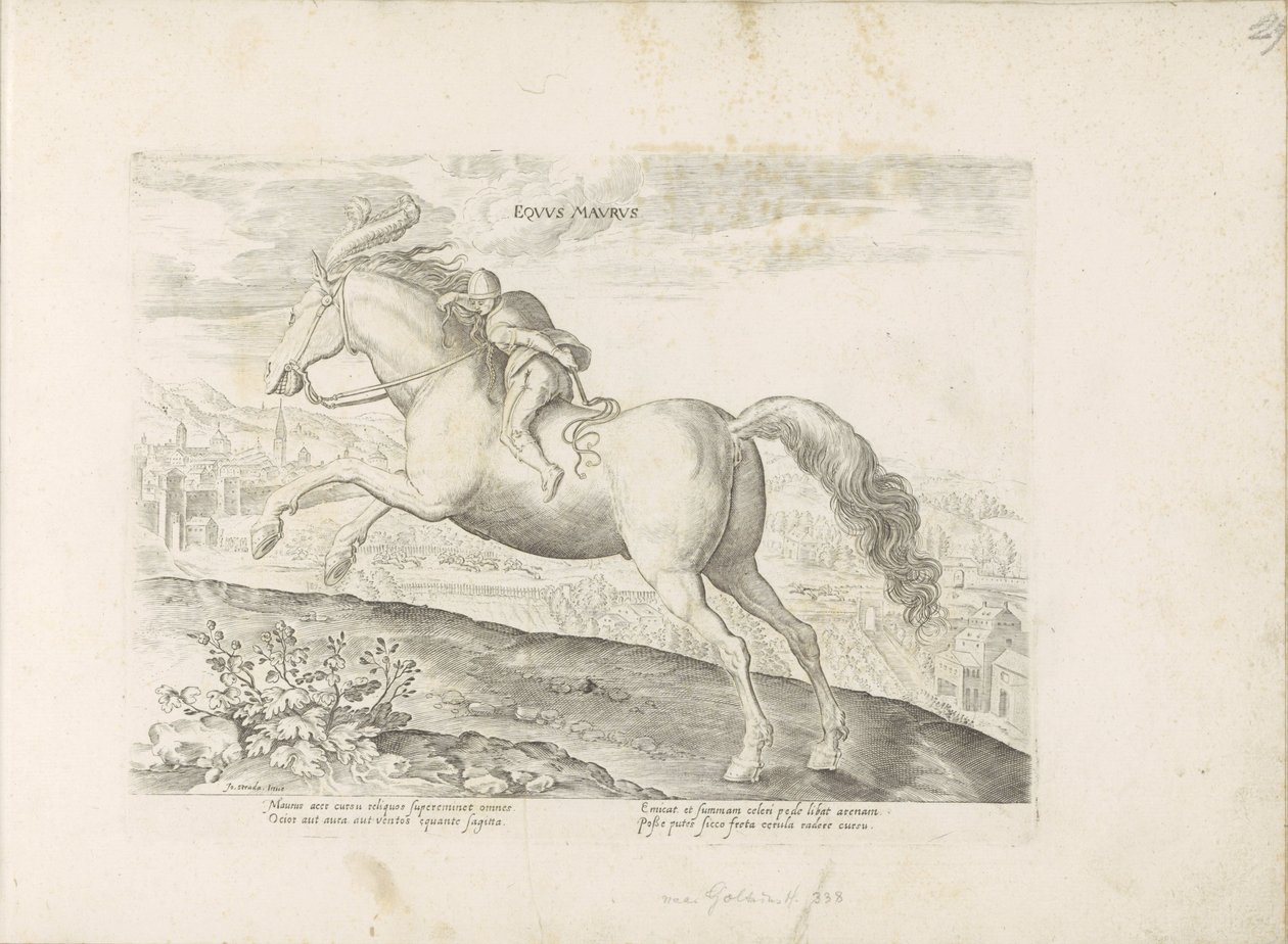 Renpaard träffade Ruiter Morisk häst (titel på objekt) Paardenrassen uit de Koninklijke stallen van Don Juan van Oostenrijk (serietitel) Hästen, där alla typer av adelsmän: sätten för hästar som skiljer sig från olika delar av världen utvalda (...) (seriet av Anonymous