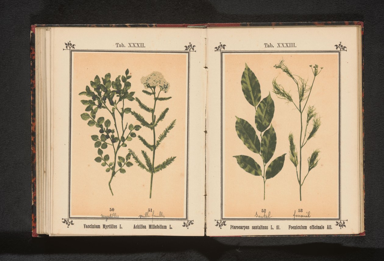 Röd sandelträ och fänkålsört Pterocarpus santalinus L. fil. Foeniculum officinale Al.. (titel på objekt) av Anonymous