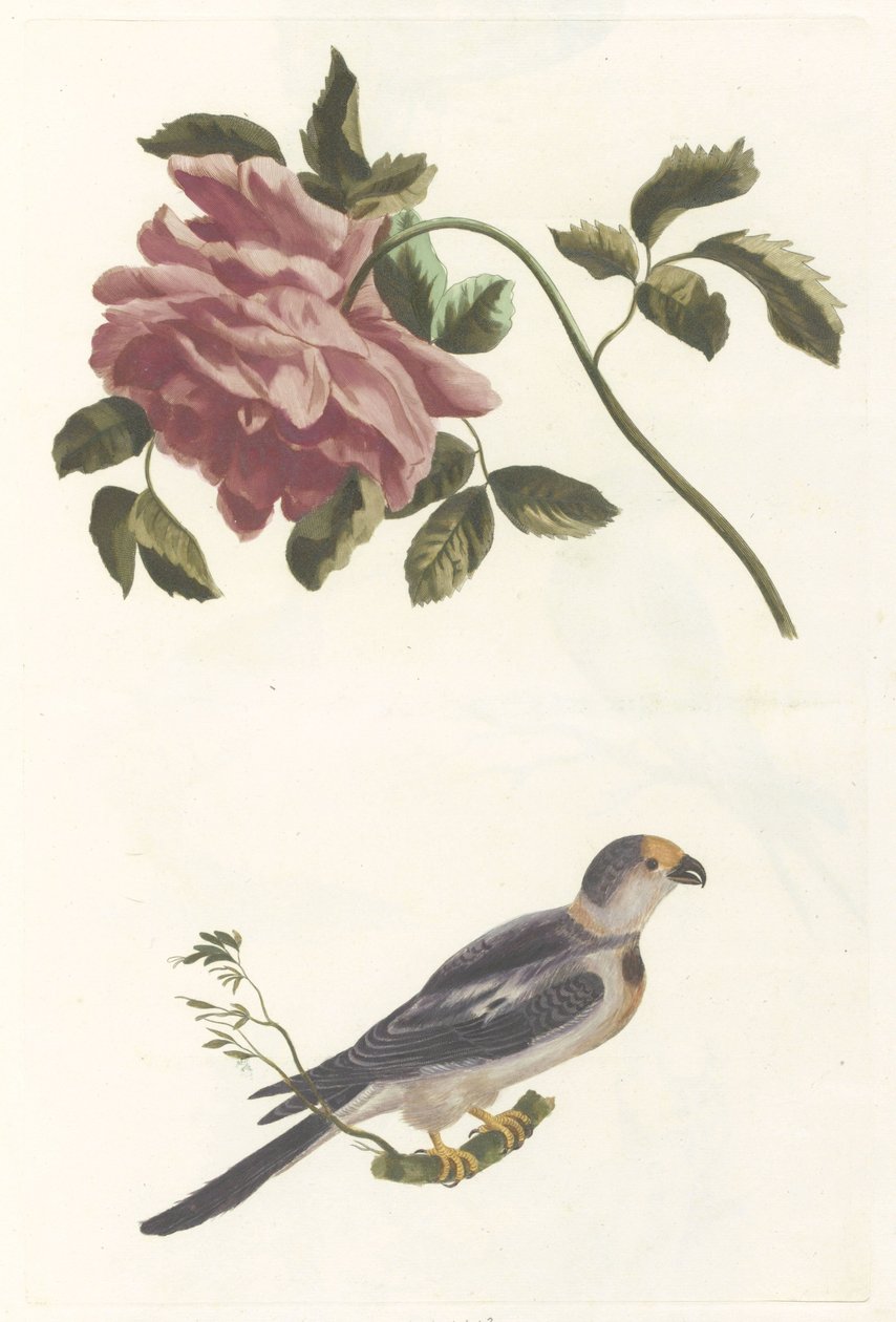 Rose och Parakit av Anonymous