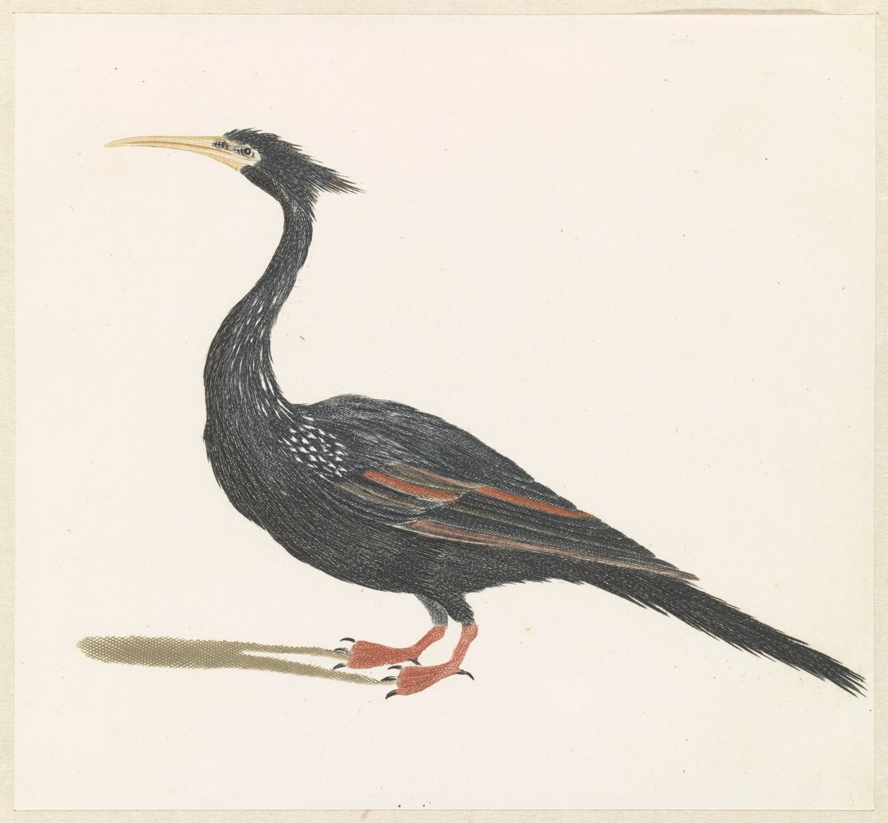 Slangenhalsvogel av Anonymous