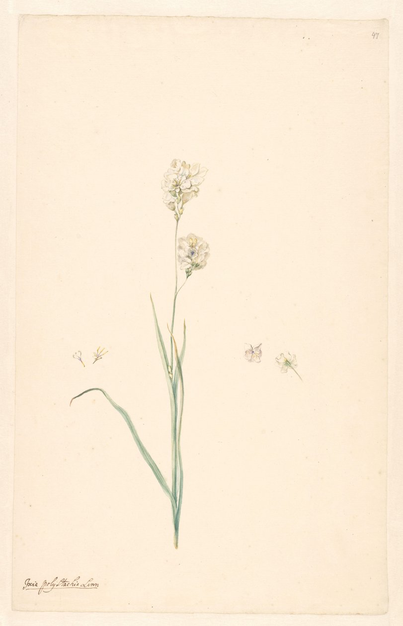 Gren av Ixia polystachya med pistill och blomdetaljer av Anonymous