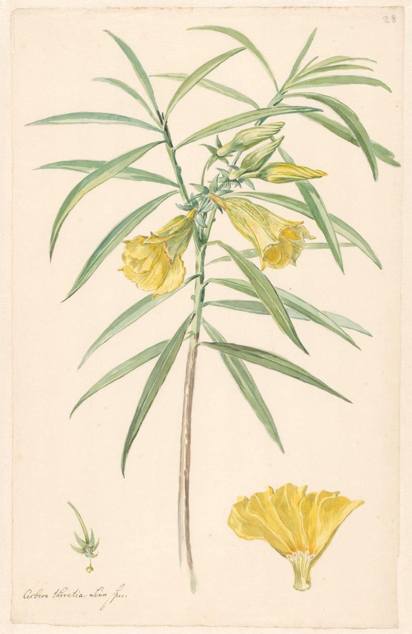 Gren av en gul blomma (typ av lilja) med detaljer av pistill och blomma av Anonymous